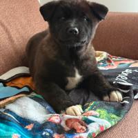 Cuccioli akita americano