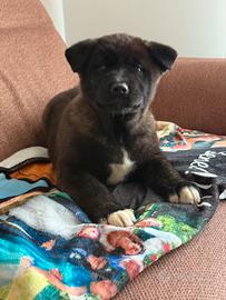 Cuccioli akita americano