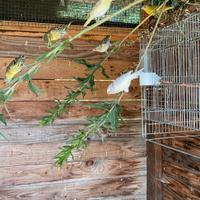 Lucherini europei mutati