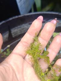 Utricularia - Pianta carnivora acquatica