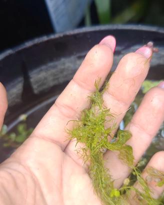 Utricularia - Pianta carnivora acquatica
