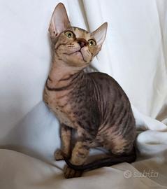 Don sphynx