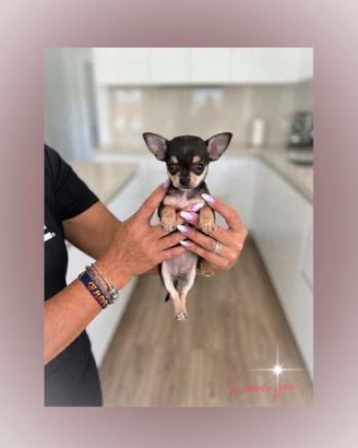 Chihuahua toy ultima femminuccia