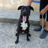 Nerone il cangattone da adottare