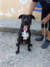 Nerone il cangattone da adottare