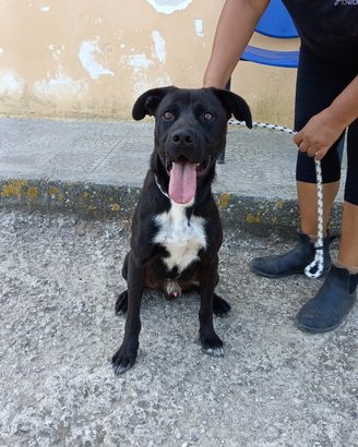 Nerone il cangattone da adottare