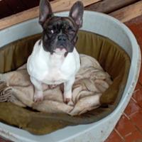 Cucciola bulldog francese