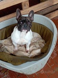 Cucciola bulldog francese