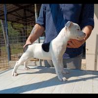 Cucciolo staffordshire bull terrier