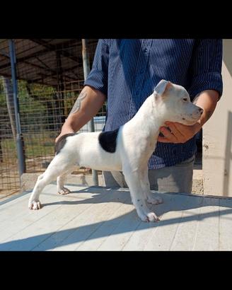 Cucciolo staffordshire bull terrier