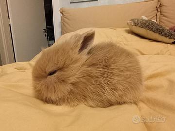 Coniglietto nano Ariete