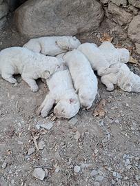 Vedo cuccioli di pastore abruzzese