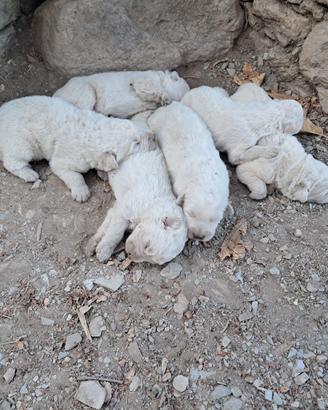 Vedo cuccioli di pastore abruzzese