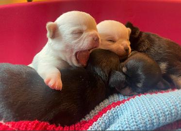 Chihuahua con pedigree enci