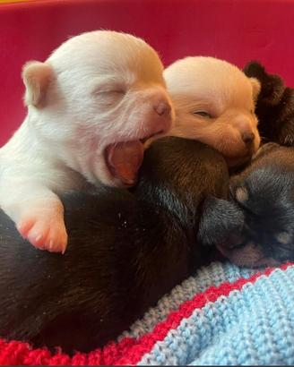 Chihuahua con pedigree enci