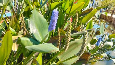PONTEDERIA CORDATA 🪷🪷