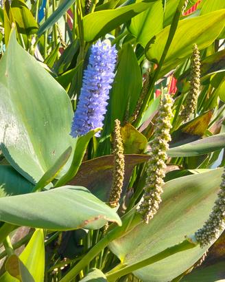 PONTEDERIA CORDATA 🪷🪷