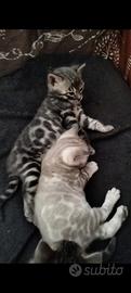 Gatti bengala