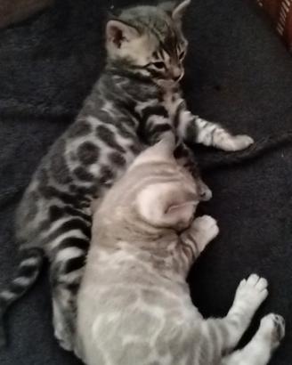 Gatti bengala