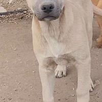 Maschi e femmine cuccioli meticci chiari