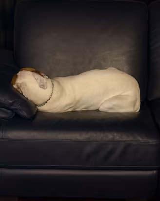 Cucciolo di amstaff