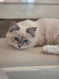 Gatta siberiana purissima con pedigree