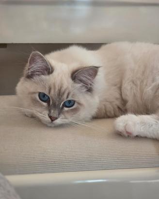 Gatta siberiana purissima con pedigree