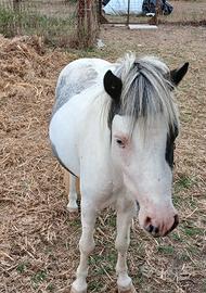 Mini pony maschio