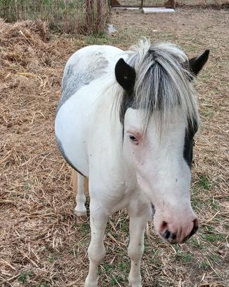 Mini pony maschio