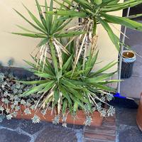 Piante in vaso da giardino