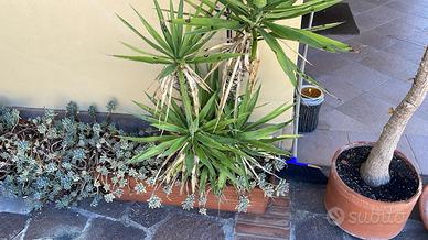 Piante in vaso da giardino