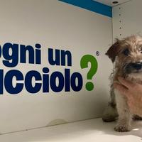 Jack russel zampa corta disponibile subito