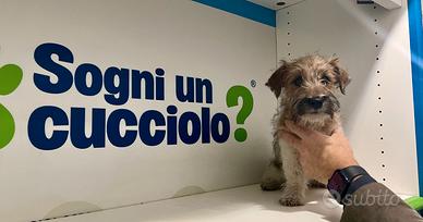 Jack russel zampa corta disponibile subito