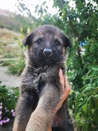 Cane lupo cecoslovacco
