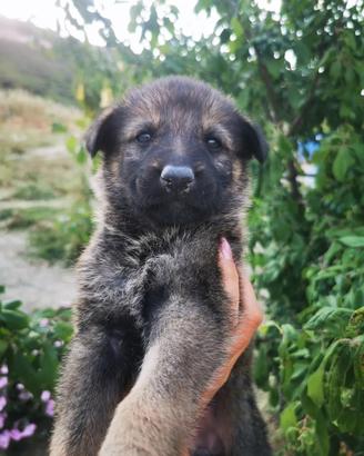 Cane lupo cecoslovacco