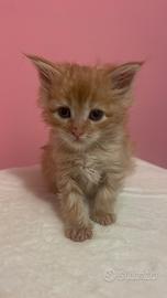 Splendidi Maine coon