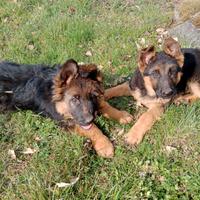 Cuccioli figli di pastore tedesco