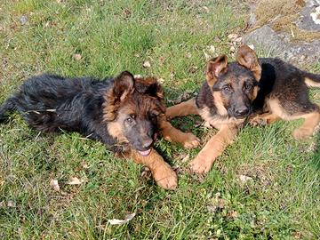 Cuccioli figli di pastore tedesco
