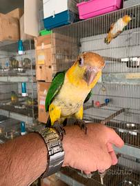 Caicco testa gialla 2024