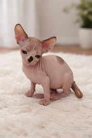 Sphynx femminuccia