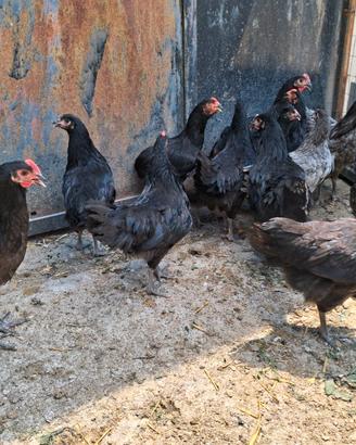 Galli e galline Australorp