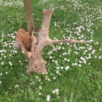 Radice in legno non trattato