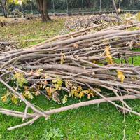 REGALASI legna da potatura