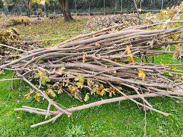 REGALASI legna da potatura