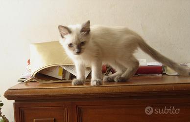 Gattino maschio