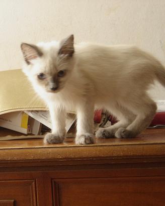Gattino maschio
