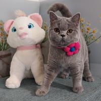 Scottish Straight Milena