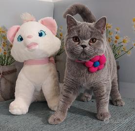 Scottish Straight Milena