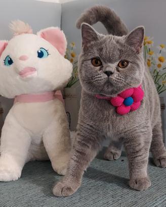 Scottish Straight Milena