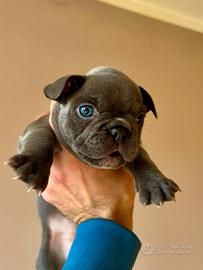 Bulldog francese